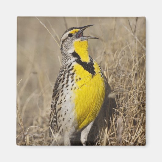 Aimant Meadowlark occidental (Strunella négligecta) (Devant)