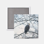 Aimant mécontent (Recto/Verso)