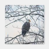 Aimant mécontent (Devant)