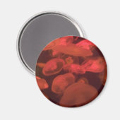 Aimant Méduse (Recto/Verso)