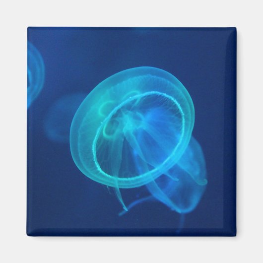 Aimant Méduse bleue (Devant)