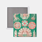 Aimant Méduse, Discomedusae par Ernst Haeckel (Recto/Verso)