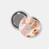 Aimant Méduse, Discomedusae par Ernst Haeckel (Recto/Verso)