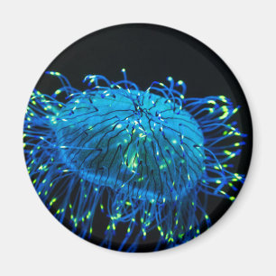 Aimant méduses bioluminescentes