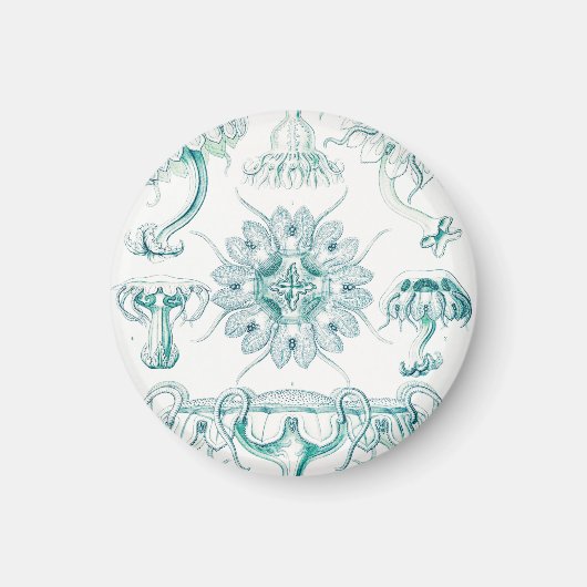 Aimant Méduses, Discomedusae par Ernst Haeckel (Devant)