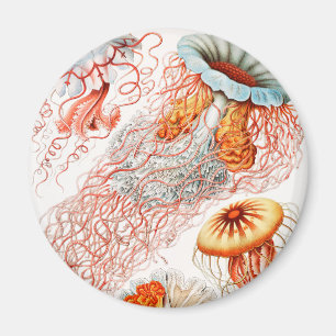 Aimant Méduses, Discomedusae par Ernst Haeckel