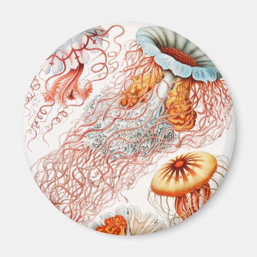 Aimant Méduses, Discomedusae par Ernst Haeckel (Devant)