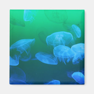 Aimant Méduses transparentes