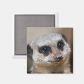 Aimant Meerkat (Recto/Verso)