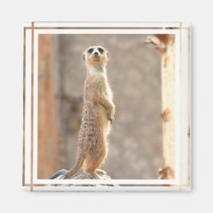 Aimant Meerkat à l'aimant d'attention