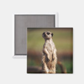 Aimant meerkat à queue mince (Recto/Verso)