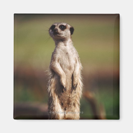 Aimant meerkat à queue mince (Devant)