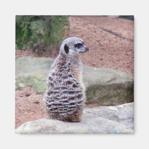 Aimant meerkat guard