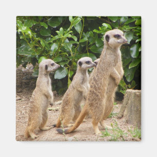 Aimant Meerkat magnet2