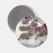 Aimant Meerkats Carnivores Avec Des Crevettes Pour Thé, (Recto/Verso)