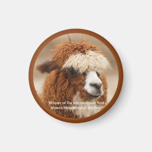 Aimant Meilleur Sourcil Unique d'Alpaca