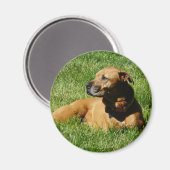 Aimant mélange chien, pitbull/boxer (Recto/Verso)