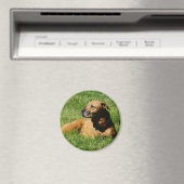 Aimant mélange chien, pitbull/boxer (In Situ (Lave-vaisselle))