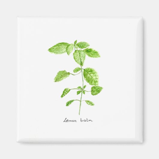 Aimant Mélisse citronnée aquarelle jardin (Devant)