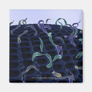 Aimant membrane cellulaire magnétisée