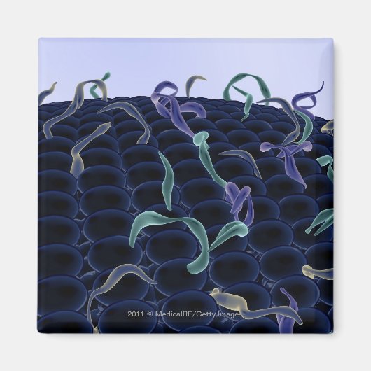 Aimant membrane cellulaire magnétisée (Devant)