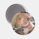 Aimant Mème de chien de l'oeil du côté de l'aimant (Recto/Verso)