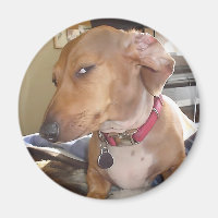 Mème de chien de l'oeil du côté de l'aimant