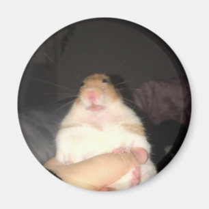 Aimant Mème de hamster laid