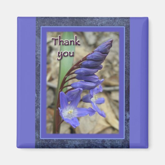 Aimant Merci bleu sauvage Hyacinth (Devant)