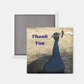 Aimant Merci Homme Peacock Photo Appréciation (Recto/Verso)
