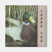 Merci Mallard Canard Photo Nature Lake Bird