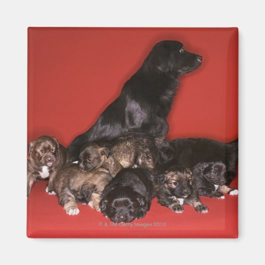 Aimant Mère chien avec chiots (Devant)