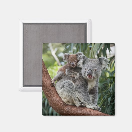 Aimant Mère et bébé Ours Koala (Recto/Verso)