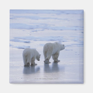 Aimant Mère et CUB d'ours blanc