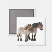 Aimant Mère & Foie Cheval Belge (Recto/Verso)