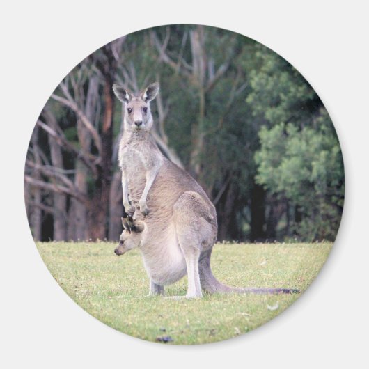 Aimant Mère Kangaroo avec bébé Joey dans sa poche (Devant)