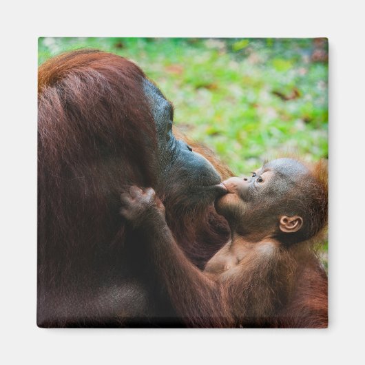 Aimant Mère orang-outan avec bébé (Devant)