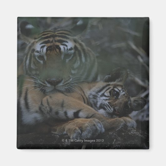 Aimant Mère Tigre du Bengale avec petit (Devant)