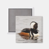 Aimant Merganser Duck à capuchon à l'étang (Recto/Verso)