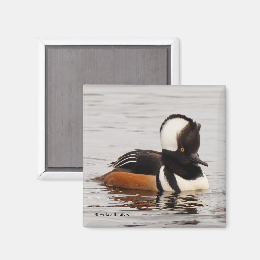 Aimant Merganser Duck à capuchon à l'étang (Recto/Verso)