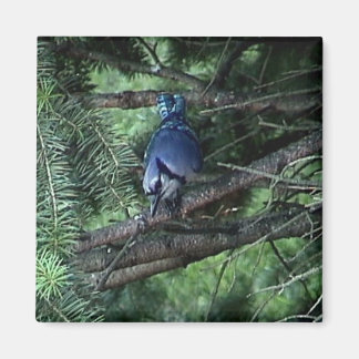 Aimant mes affaires3 013