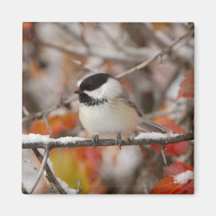 Aimant Mésange à tête noire adulte dans la neige
