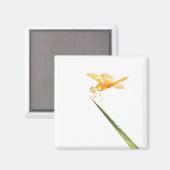 Aimant Mexican Amberwing (Recto/Verso)