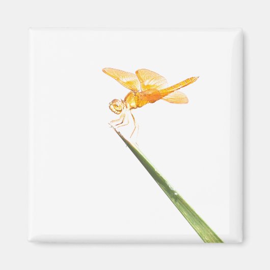 Aimant Mexican Amberwing (Devant)