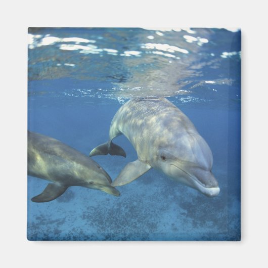 Aimant Mexique, Cozumel. Dauphin en bouteille, Tursiops 5 (Devant)