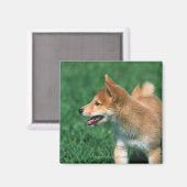 Aimant Midget Shiba japonais (Recto/Verso)