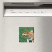 Aimant Midget Shiba japonais (In Situ (Lave-vaisselle))