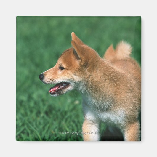 Aimant Midget Shiba japonais (Devant)