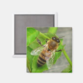 Aimant Miel Bee (Recto/Verso)