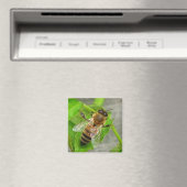 Aimant Miel Bee (In Situ (Lave-vaisselle))